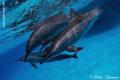   Sweet Dolphins  